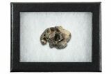 Rare Dinosaur (Hypsilophodon) Bone Assemblage w/ Vertebrae #352103-2